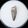 Coelophysis Tooth From New Mexico - Triassic Dinosaur #15568-1